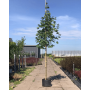 Клен гостролистий "Емеральд Куін" (Acer platanoides "Emerald Queen") 350см+, 12-14, С45