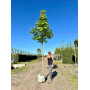 Клен гостролистий "Емеральд Куін" (Acer platanoides "Emerald Queen") 350см+, 12-14, С45