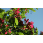 Клен татарский "Хот Вингс" (Acer tataricum "Hot Wings") 300+ см, 12-14 см, С79