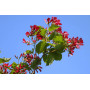 Клен татарский "Хот Вингс" (Acer tataricum "Hot Wings") 300+ см, 12-14 см, С79