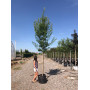 Клен татарский "Хот Вингс" (Acer tataricum "Hot Wings") 300+ см, 12-14 см, С79