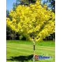 Клен остролистный "Принцетон Голд" (Acer platanoides "Princeton Gold") 8-10 см, 350 см, С38