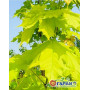 Клен остролистный "Принцетон Голд" (Acer platanoides "Princeton Gold") 8-10 см, 350 см, С38