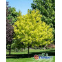 Клен остролистный "Принцетон Голд" (Acer platanoides "Princeton Gold") 8-10 см, 350 см, С38