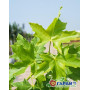 Клен остролистный "Принцетон Голд" (Acer platanoides "Princeton Gold") 8-10 см, 350 см, С38