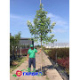 Клен серебристый "Пирамидале" (Acer saccharinum "Pyramidale") 400+см., 18-20 см, С79