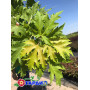 Клен серебристый "Пирамидале" (Acer saccharinum "Pyramidale") 400+см., 18-20 см, С79