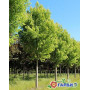 Клен серебристый "Пирамидале" (Acer saccharinum "Pyramidale") 400+см., 18-20 см, С79