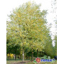 Клен серебристый "Пирамидале" (Acer saccharinum "Pyramidale") 400+см., 18-20 см, С79