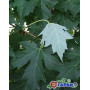 Клен серебристый "Пирамидале" (Acer saccharinum "Pyramidale") 400+см., 18-20 см, С79