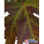 Клен серебристый "Пирамидале" (Acer saccharinum "Pyramidale") 400+см., 18-20 см, С79