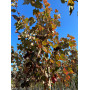 Клен червоний "Ред Сансет" (Acer rubrum "Red Sunset") 350+ см, 10-12 см, С38