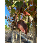 Клен червоний "Ред Сансет" (Acer rubrum "Red Sunset") 350+ см, 10-12 см, С38