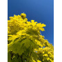 Клен остролистный "Принцетон Голд" (Acer platanoides "Princeton Gold") 8-10 см, 350 см, С38