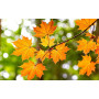 Клен гостролистий "Клівленд" (Acer platanoides "Cleveland") 400+см, 10-12, С55