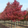 Клен остролистный "Файервью" (Acer platanoides "Fairview") 350см+,  10-12 см, С55