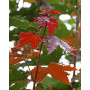 Клен остролистный "Файервью" (Acer platanoides "Fairview") 350см+,  10-12 см, С55