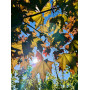 Клен остролистный "Файервью" (Acer platanoides "Fairview") 350см+,  10-12 см, С55