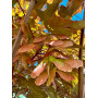Клен остролистный "Файервью" (Acer platanoides "Fairview") 350см+,  10-12 см, С55