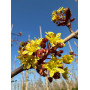 Клен остролистный "Файервью" (Acer platanoides "Fairview") 350см+,  10-12 см, С55