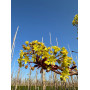 Клен остролистный "Файервью" (Acer platanoides "Fairview") 350см+,  10-12 см, С55