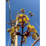 Клен остролистный "Файервью" (Acer platanoides "Fairview") 350см+,  10-12 см, С55
