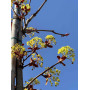 Клен остролистный "Файервью" (Acer platanoides "Fairview") 350см+,  10-12 см, С55
