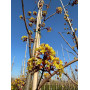 Клен остролистный "Файервью" (Acer platanoides "Fairview") 350см+,  10-12 см, С55