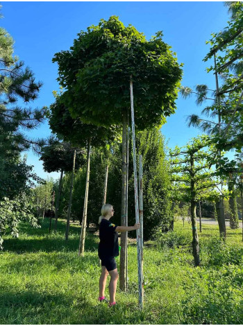  Ексклюзиви