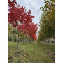 Клен красный  "October Glory" Мультиштамб (Acer rubrum"October glory") MLST