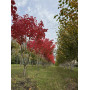 Клен красный  "October Glory" Мультиштамб (Acer rubrum"October glory") MLST