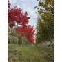 Клен красный  "October Glory" Мультиштамб (Acer rubrum"October glory") MLST