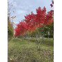 Клен красный  "October Glory" Мультиштамб (Acer rubrum"October glory") MLST