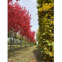 Клен красный  "October Glory" Мультиштамб (Acer rubrum"October glory") MLST
