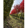 Клен красный  "October Glory" Мультиштамб (Acer rubrum"October glory") MLST