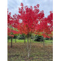 Клен красный  "October Glory" Мультиштамб (Acer rubrum"October glory") MLST
