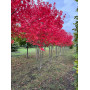Клен красный  "October Glory" Мультиштамб (Acer rubrum"October glory") MLST