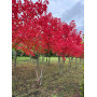 Клен красный  "October Glory" Мультиштамб (Acer rubrum"October glory") MLST
