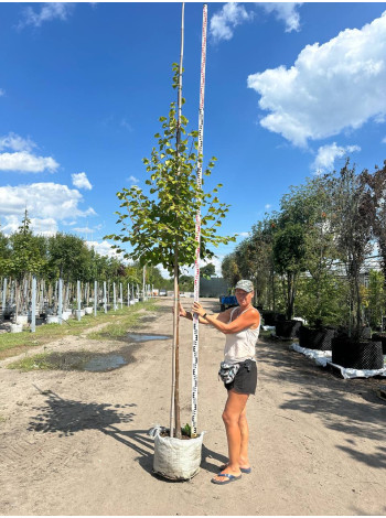 Купити або замовити Липа