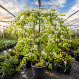 Багрянник канадский Ванилла Твист (Cercis canadensis Vanilla Twist) 260 см, С38