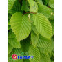 Граб обыкновенный "Пендула" (Carpinus betulus “Pendula”) 18-20 см, Ра 220 см, С107