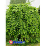 Граб обыкновенный "Пендула" (Carpinus betulus “Pendula”) 18-20 см, Ра 220 см, С107