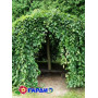 Граб обыкновенный "Пендула" (Carpinus betulus “Pendula”) 18-20 см, Ра 220 см, С107