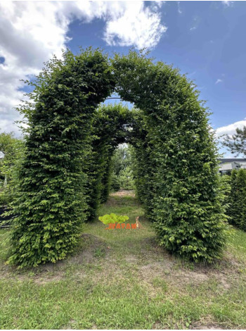  Ексклюзиви