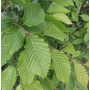 Граб обыкновенный "Франс Фонтейн" (Carpinus betulus "Frans Fontaine") 12-14 см, 350 см, С38