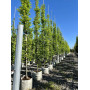 Граб обыкновенный "Франс Фонтейн" (Carpinus betulus "Frans Fontaine") 12-14 см, 350 см, С38