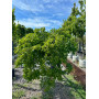 Граб обыкновенный "Пендула" (Carpinus betulus “Pendula”) 18-20 см, Ра 220 см, С107