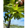 Граб обыкновенный "Пендула" (Carpinus betulus “Pendula”) 18-20 см, Ра 220 см, С107