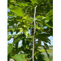 Граб обыкновенный "Пендула" (Carpinus betulus “Pendula”) 18-20 см, Ра 220 см, С107