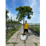 Граб обыкновенный "Пендула" (Carpinus betulus “Pendula”) 18-20 см, Ра 220 см, С107
